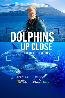 《摄影师贝尔蒂与海豚零距离》：镜头里的童话，爱与治愈的海洋奇遇记